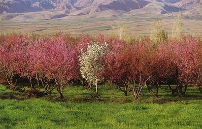 Iran - Khorasan - Neyshabour Gardens